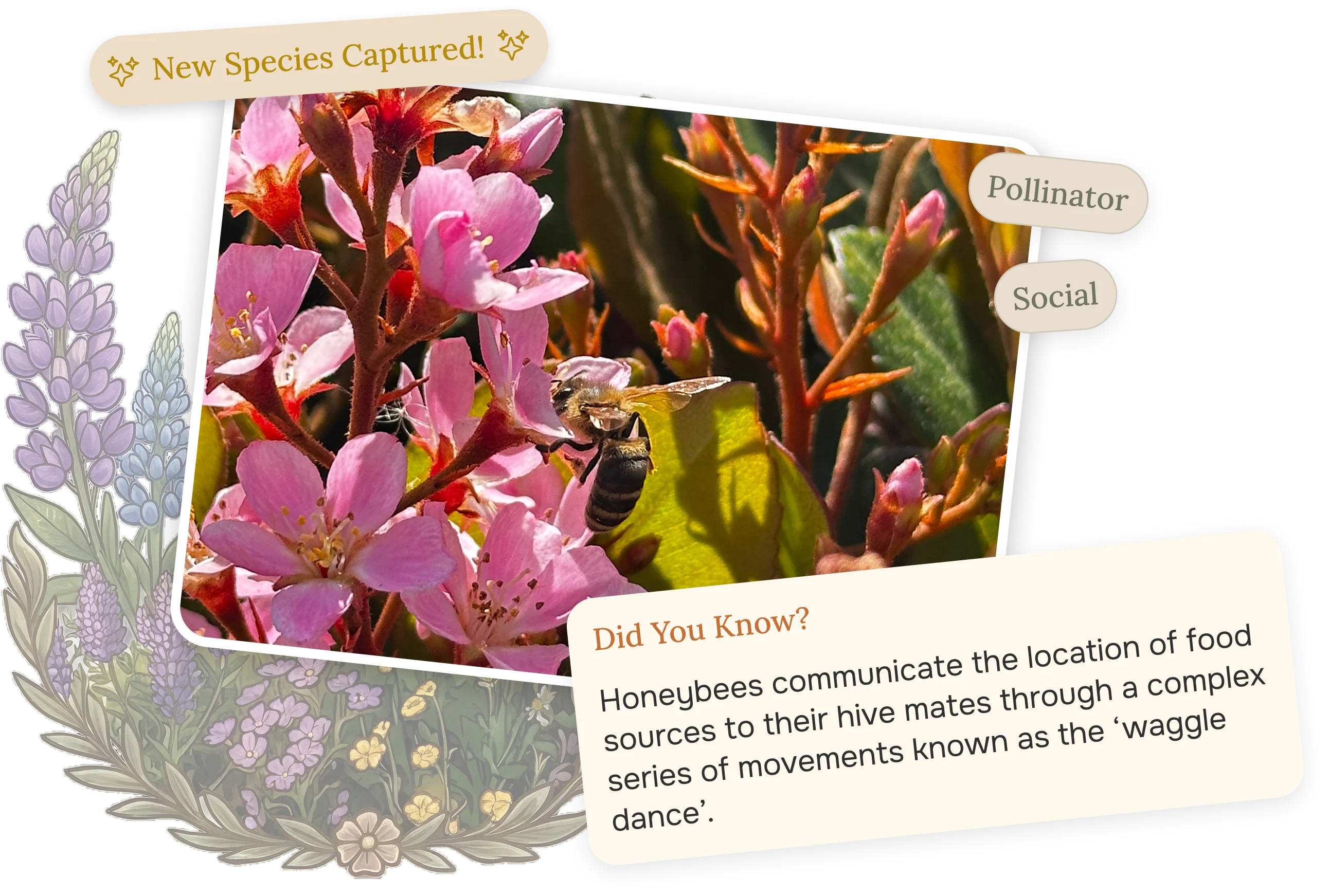 Fauna app identifying a bee species, showing fun facts, conservation tags, and a Did You Know card about the waggle dance
