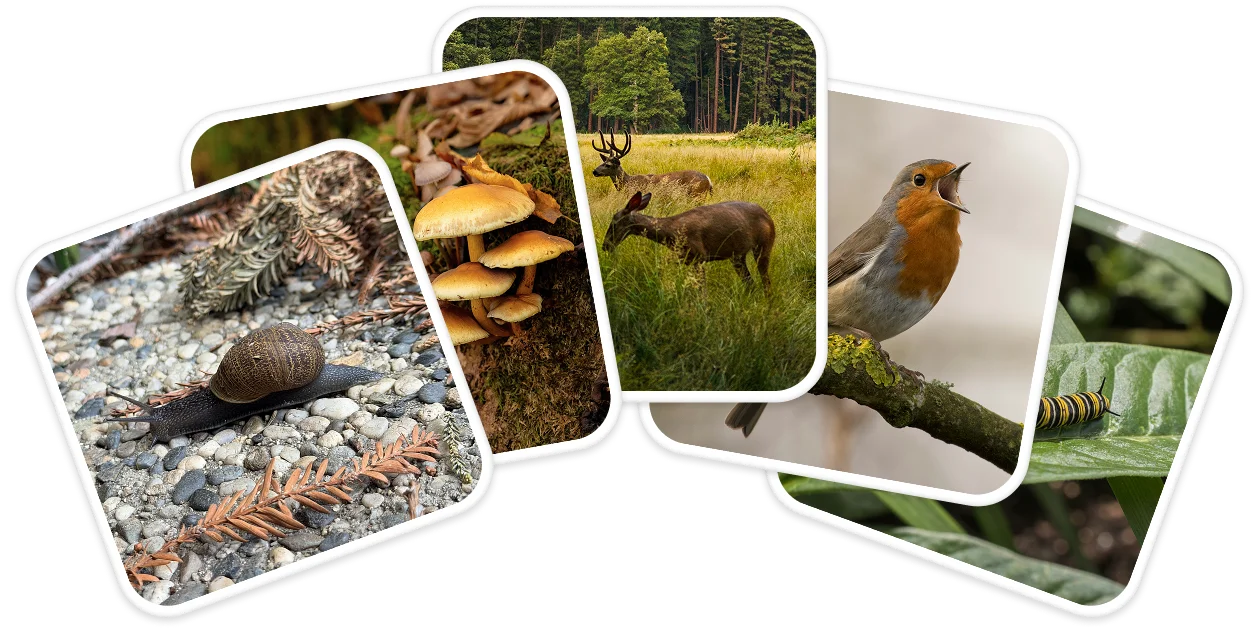 Collection of species cards fanned out